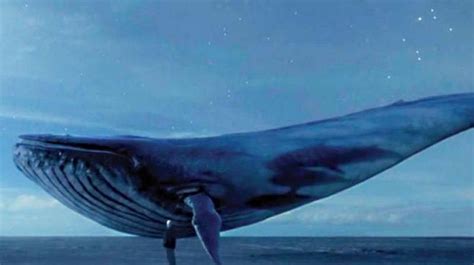 blue whale nedir